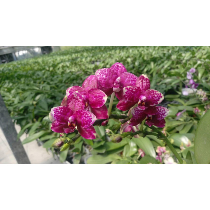 Фаленопсис (I-Hsin Black Jack x I-Hsin Bonsai) x Bellina)
