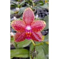 Phal. (Yaphon Goodboy x Mituo Sun) Yaphon