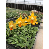 Phal. (Yaphon Lobispis x Tying Shin Cupid) Yaphon