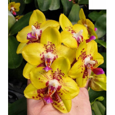 Phal. Arks Gold x Chang Maw Evergreen