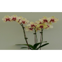 Phal. Banana Splash