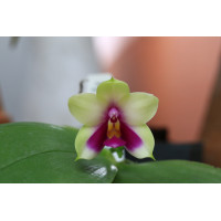 Phal. Bellina Xiuya 1