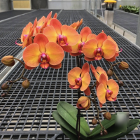 Phal. Bellota
