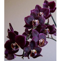 Phal. Black Swan