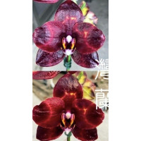 Phal. Blackberry