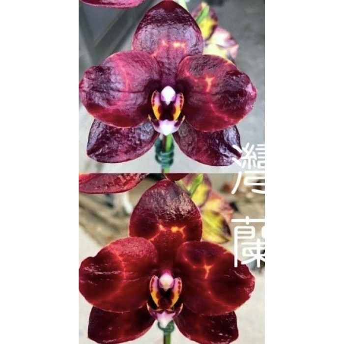 Фаленопсис Блекберрі (Blackberry)
