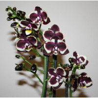 Phal. Brown Sugar Phal. Brown Sugar