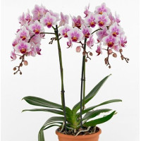 Phal. Buenos Aires