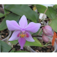 Phal. Carolina Tiny Phil