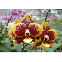 Phal. Chiada Ziv