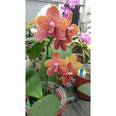 Phal. Chienlung Black Parrot Chienlung