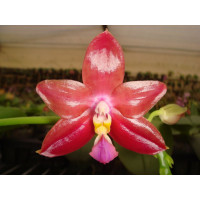 Phal. Chienlung Red King