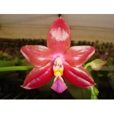 Phal. Chienlung Red King