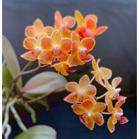 Phal. Chingrueys Goldstaff