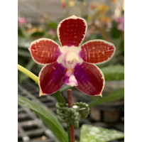 Phal. Corningiana var. Blue