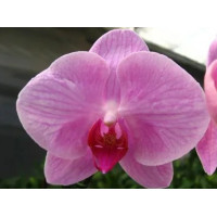 Phal. Doris