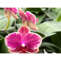 Phal. Fangmei Sweet 1456