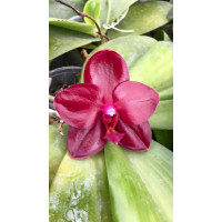 Phal. Golden Sun x LDs Bear King red