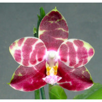 Phal. Hannover Passion 1,7