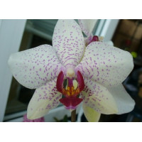 Phal. Helsinki Phal. Helsinki