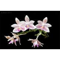 Phal. High Society