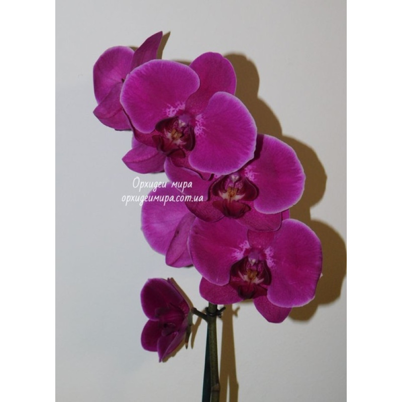 Орхидея Phal. Stellenbosch - купить, доставка Украина