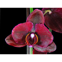 Phal. I-Hsin Black Jack