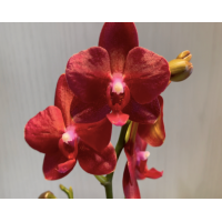 Phal. I-Hsin Eugine