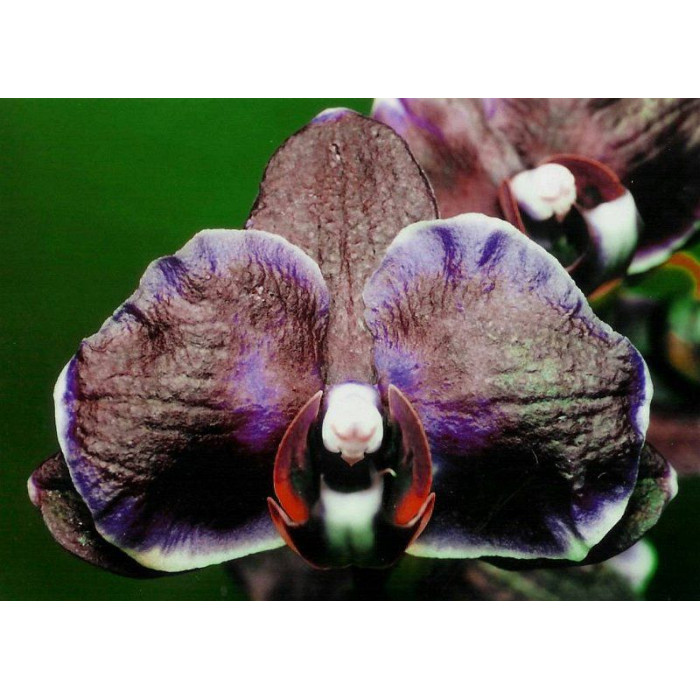 Орхидея биг бен фото и описание сорта
