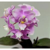 Phal. Jiahos Pink Girl уценка
