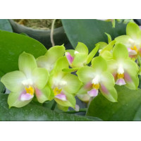 Phal. Joy Spring Canary YC