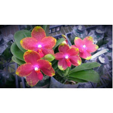 Phal. Jungo Candy