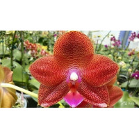 Phal. LD Sun Dragon Red Leopard