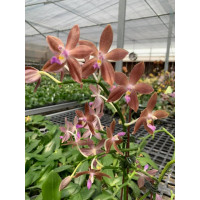 Phal. LDs Bear King x Speciosa var. Coerulea