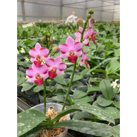 Phal. Lius Three Musketeer x Lobbii