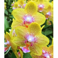 Phal. Meidarland Golden Pumpkin #4