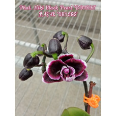 Phal. Miki Black Pearl DB1592