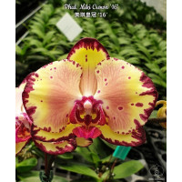 Phal. Miki Crown 16