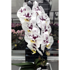 Phal. Milkfish уценка