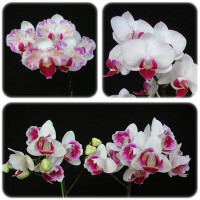 Phal. Mini Dog