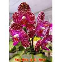 Phal. Miro Jo Gi