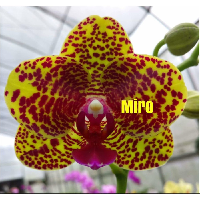 Фаленопсис Миро Спринг Гёрл Миро #5 (Miro Spring Girl Miro #5)