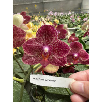 Phal. Miro Sun Miro 2