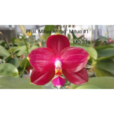 Phal. Mituo Ambo Mituo #1