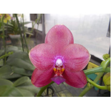 Phal. Mituo Bellina Mituo #1