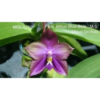 Phal. Mituo Blue Bear M-5