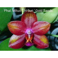 Phal. Mituo GH Sun Gold Sands