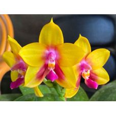 Phal. Mituo Gelb Eagle Goose Yellow-3