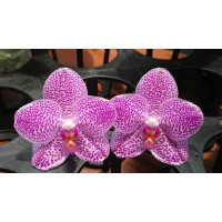 Phal. Mituo Gigan Sun Mituo #1