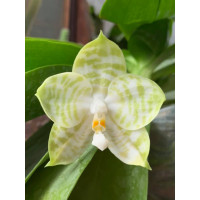Phal. Mituo Golden Tiger White Tiger